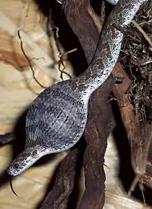 Image 29African egg-eating snake eating an egg (from Snake)