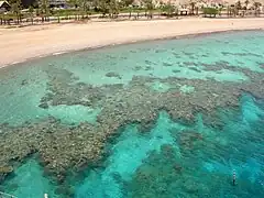 Fringing coral reef off the coast of Eilat, Israel.