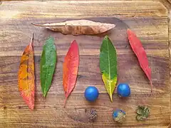 Leaves, fruit and seed