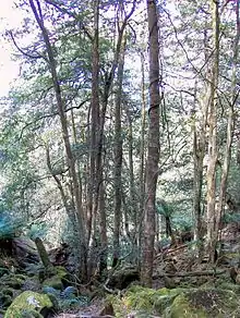 Gully Rainforest at Mount Imlay with the Black Olive Berry