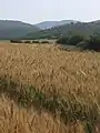 Wheat fields in Elah valley near Chezib