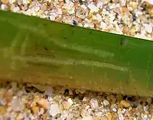 "Electra posidoniae" on "Posidonia oceanica", Sardinia, Italy