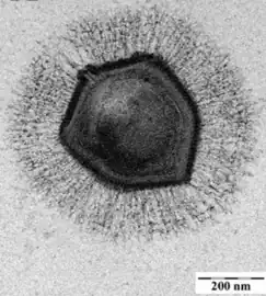 The giant mimivirus