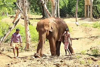 Indian elephant