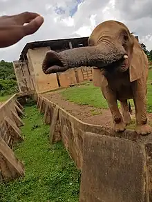 Elephant saying hello