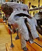 Skull at the Gallery of Paleontology and Comparative Anatomy, France