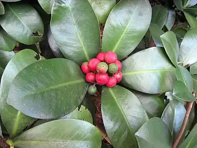 The distinctive red fleshy fruits  take a year to ripen.