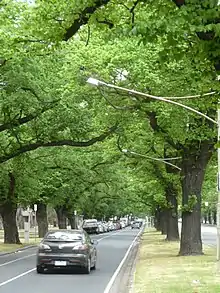 English Elm on Royal Parade, Parkville, Melbourne