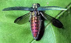 Dorsal view of adult with elytra and wings spread.