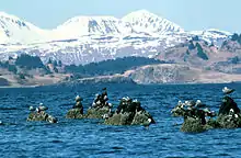 A flock of emperor geese on rocks in a body of water