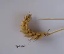 Wheat spike and spikelet