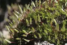 Sporophytes of Encalypta vulgaris, with their capsules still jacketed by calyptrae.