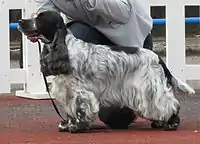 Blue roan Cocker Spaniel