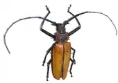 Enoplocerus armillatus at the Museum of Zoology (Saint Petersburg)