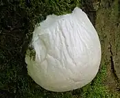 Enteridium lycoperdon sporangium. Spores can disperse in air or water, or by slime mold flies.