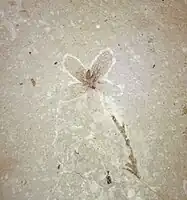 Eocene fossil flower from Florissant, Colorado