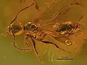 Eocenomyrma ukrainica holotype male