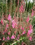 Common (pink) heath