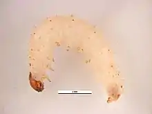 Larva