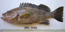 Epinephelus chlorostigma or "mouwo" is also a host of Microcotyle mouwoi