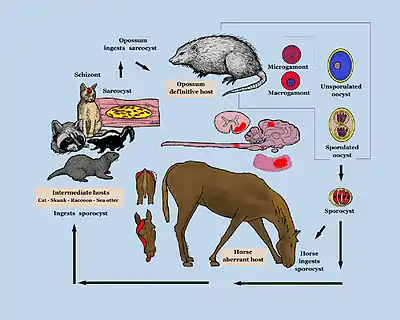 The life cycle of Sarcocystis neurona