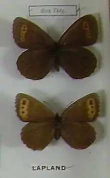 Erebia disa