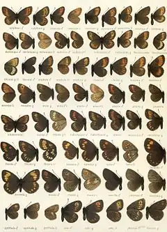 Third Macrolepidoptera of the World plate, of the 31 named taxa depicted, probably less than 10 are actual species.