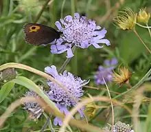 Erebia neriene