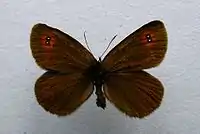 Erebia oeme ♂