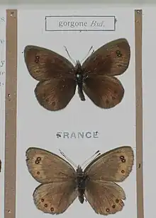 Erebia gorgone