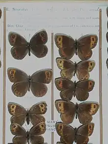 Erebia neoridas