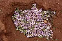 Flowers of E. sturtii carpet the desert