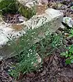 Winter form in damp shade