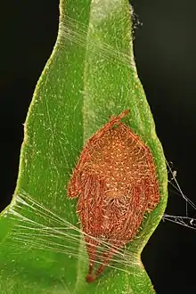 Eriophora ravilla, Florida