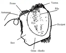 head diagram