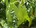 green seed pods