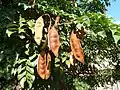 splitting seed pods