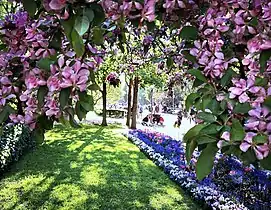 The flowers at the park in May