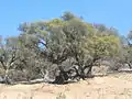 Argan tree near Essaouira.