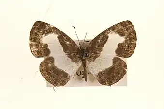 Dorsal view (female)