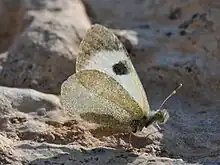 A butterfly lit from behind on sand