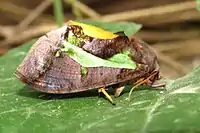 Adult lateral view