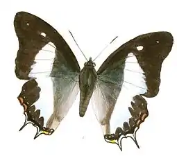 Dorsal view