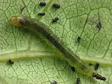 Larva inside leaf shelter