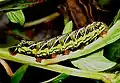 Larva, black variation