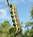 Larva, multi-colored variation