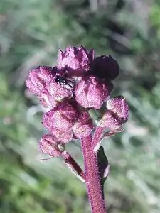 Flower buds