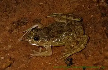 Dorsal view