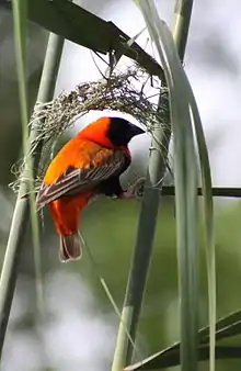 Red bishop constructing a nest in reeds, South Africa