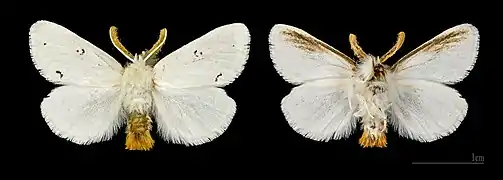 Male